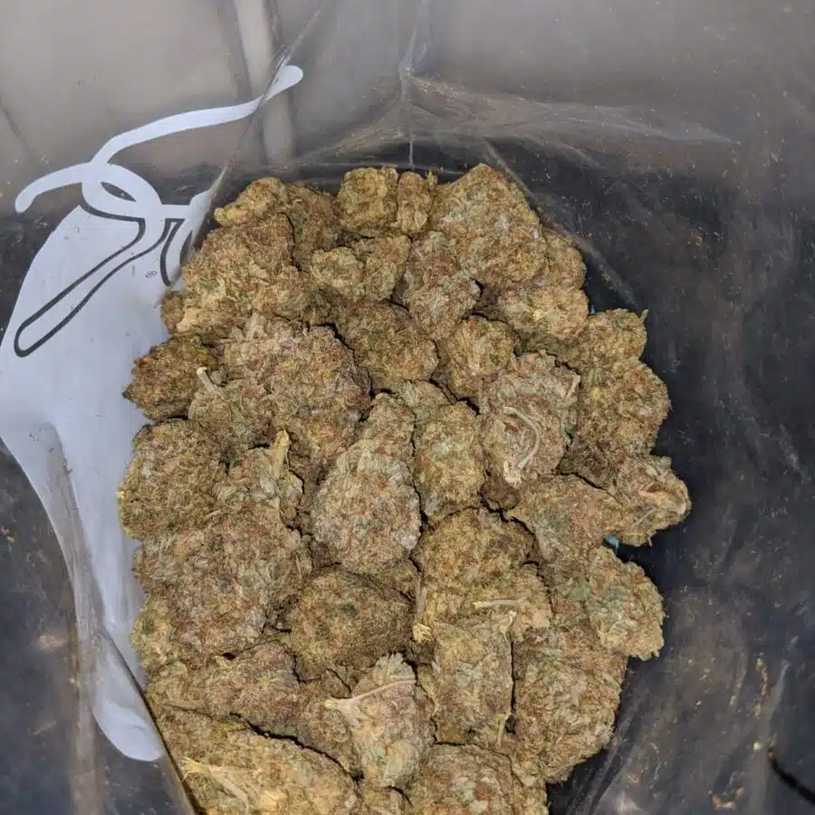 sour amensia aa 4 I Sour Amnesia AA+