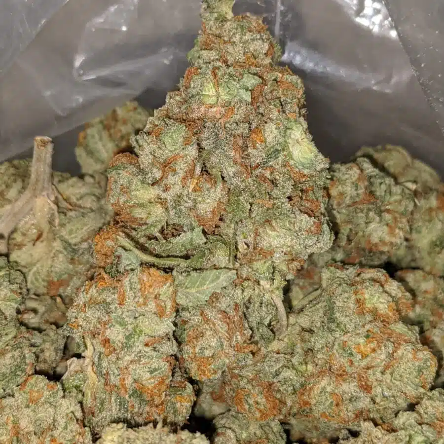 sweet tooth 1 I Sweet Tooth #2
