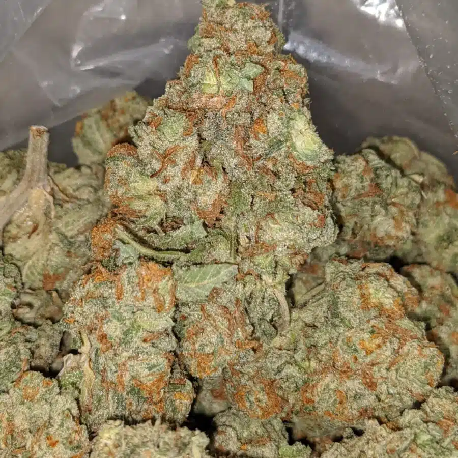 sweet tooth 2 I Sweet Tooth #2
