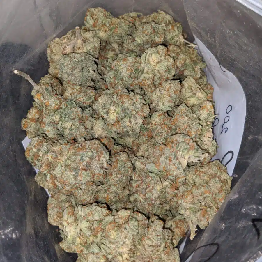 sweet tooth 4 I Sweet Tooth #2
