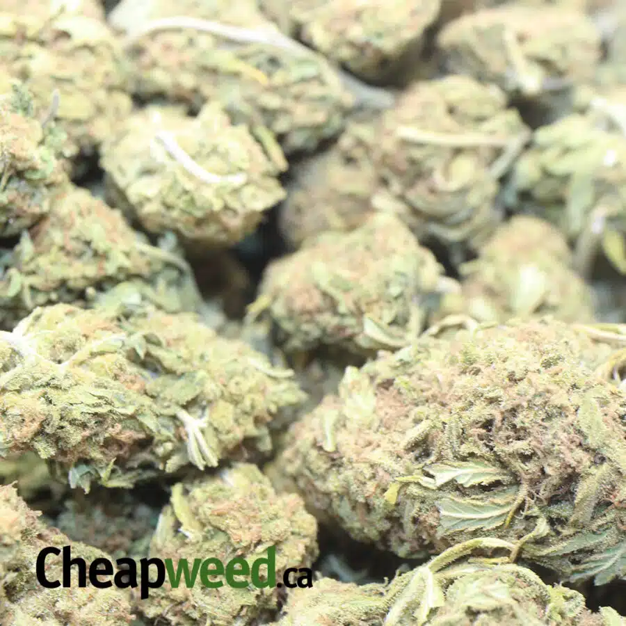 thai haze aa 1 I Thai Haze AA+