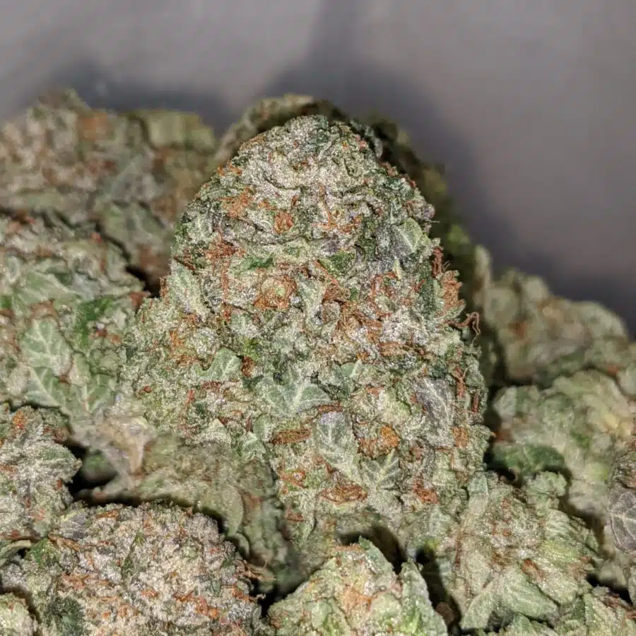 white bubba dod 1 1 I White Bubba - *Deal of the Day*