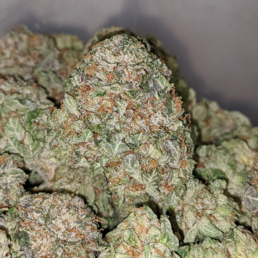 white bubba dod 2 1 I White Bubba - *Deal of the Day*