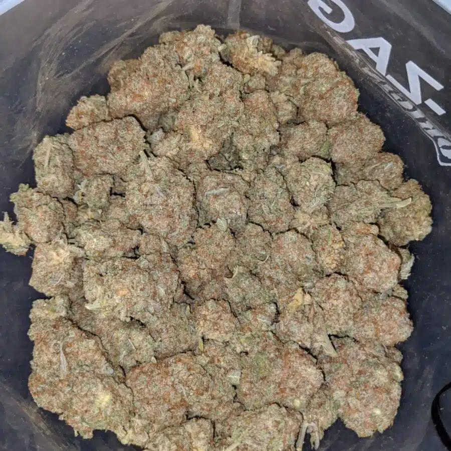 white trainhaze 4 I White Train Haze