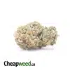 11 Week Pink - *Deal Of The Day*