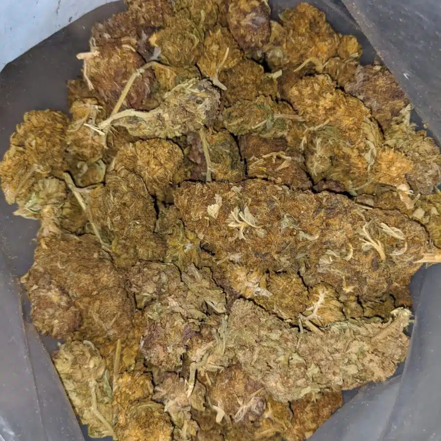 AA Budget Buds 1 I AA+ Budget Buds