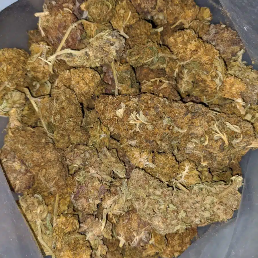 AA+ Budget Buds