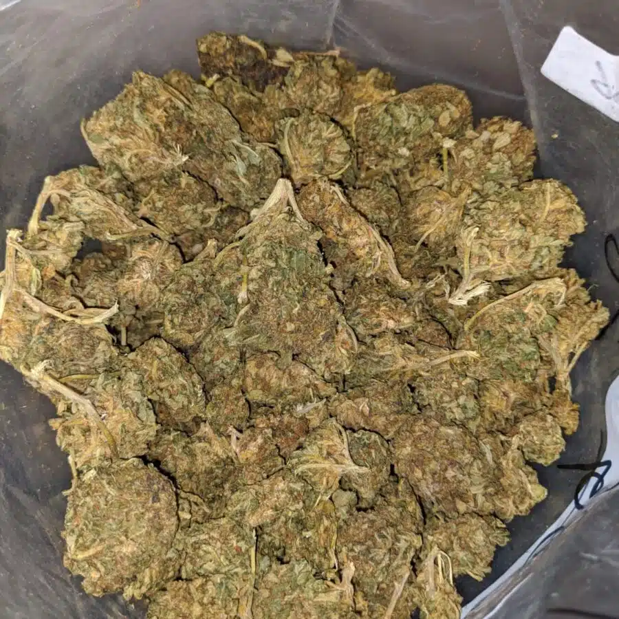 AA Green Poison 3 I AA+ Green Poison #2