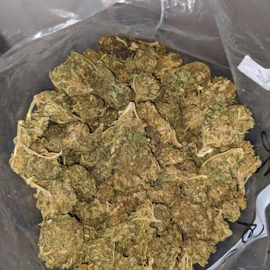 AA Green Poison 4 I AA+ Green Poison #2