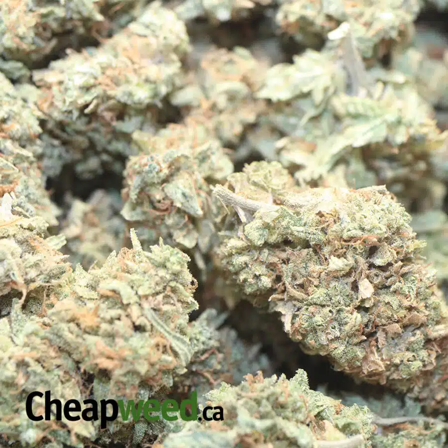 APPLE KUSH AA 2 I Apple Kush AA+