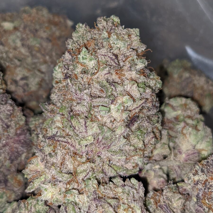 Blueberry Polaris - Image 2