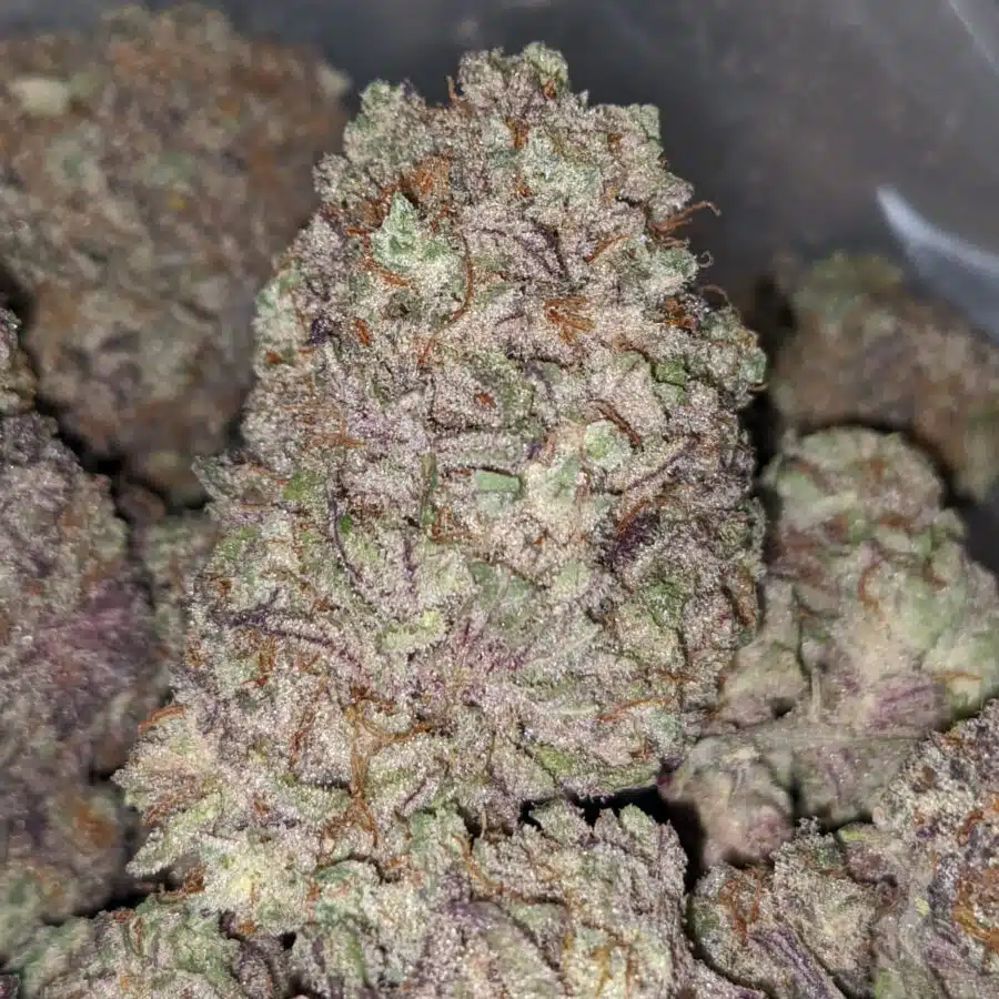 BLUEBERRY POLARIS 2 I Blueberry Polaris