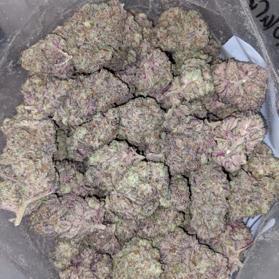 Blueberry Polaris