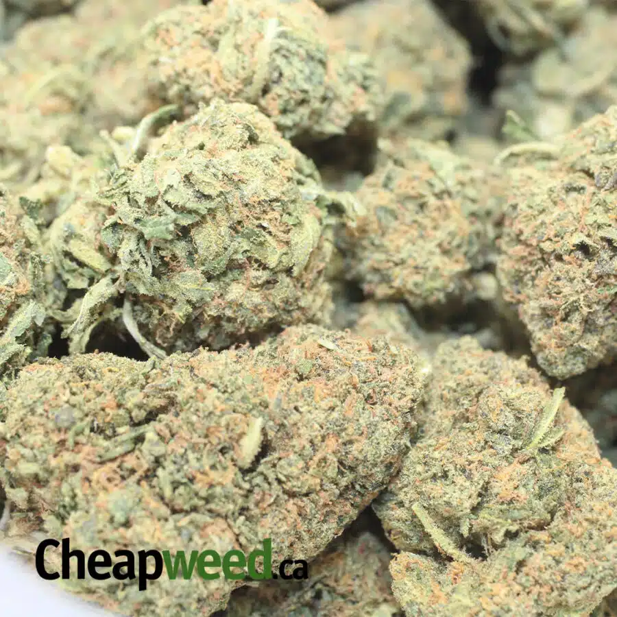 BUBBA KUSH BS 1 I Bubba Kush Bulk Special