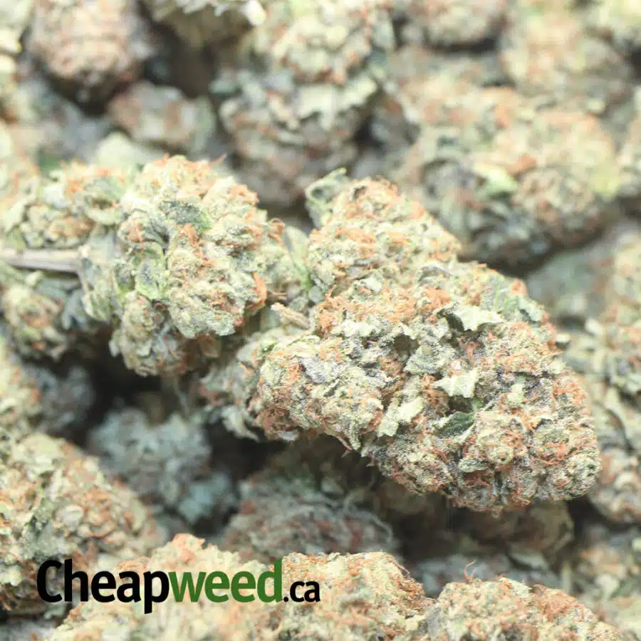 CHEMO KUSH AAA 4 I Chemo Kush AAA