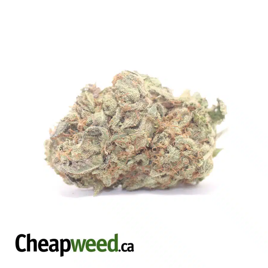 Emma's White Widow
