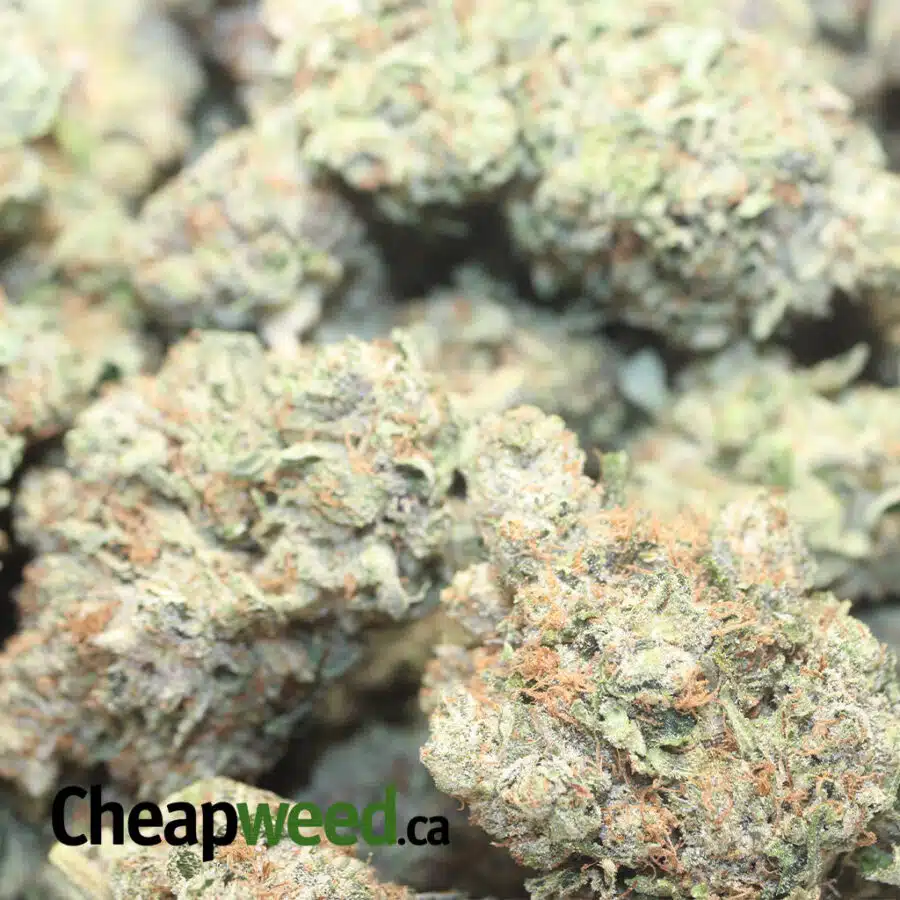 FIRE KUSH OG 1 I Fire Kush OG
