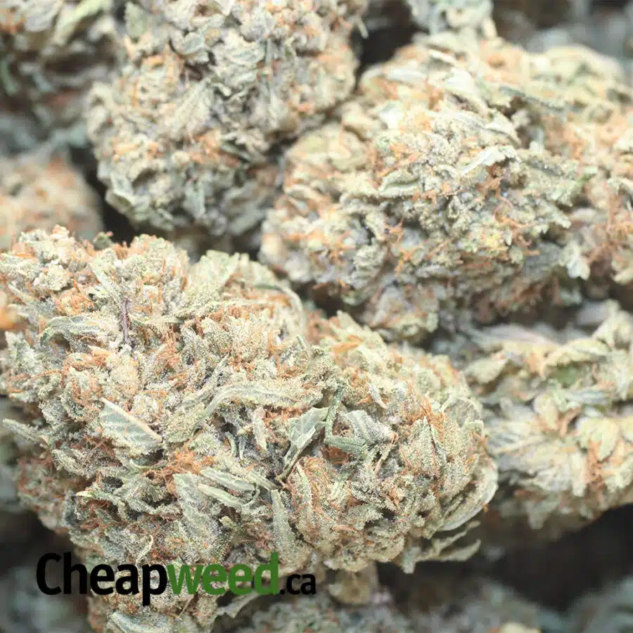 GASFUEL OG 1 I Gasfuel OG