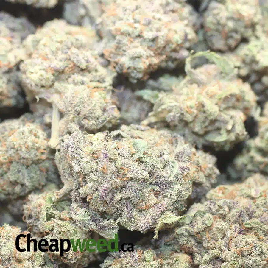 GRAPE SODA AAA 3 I Grape Soda AAA