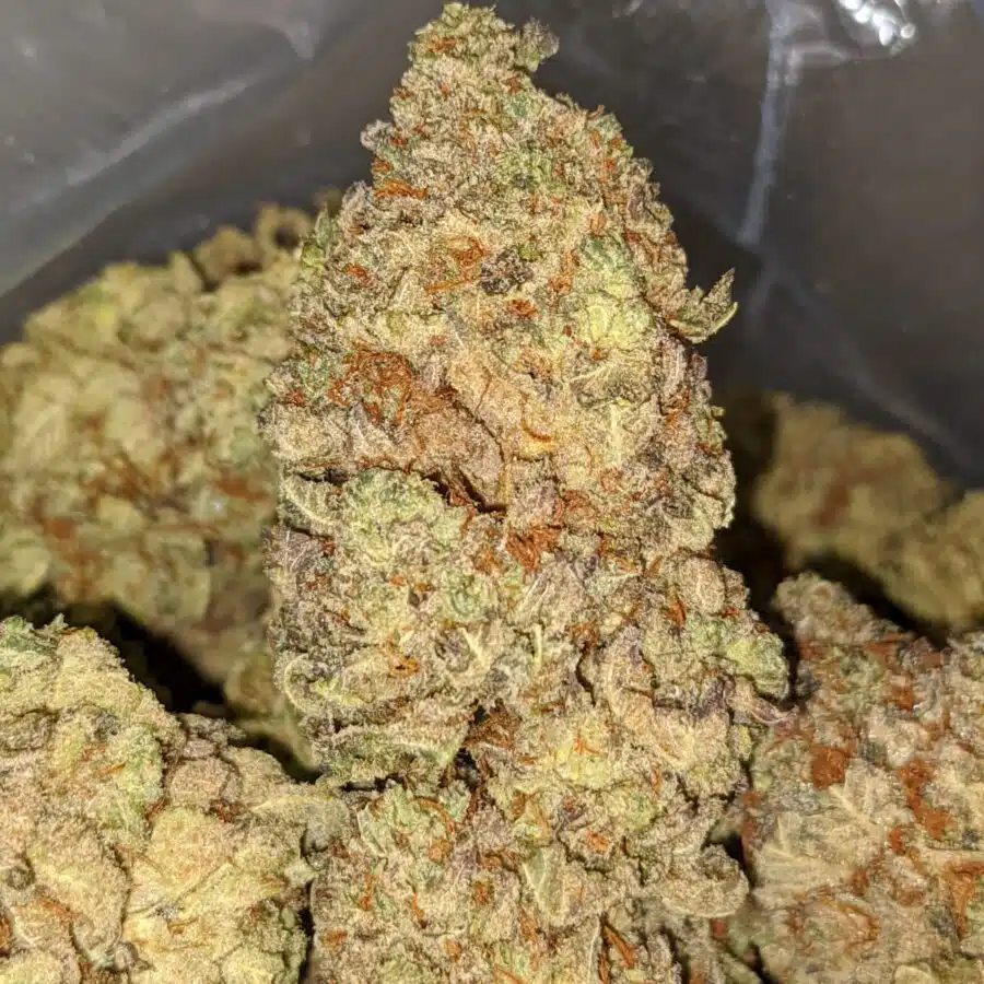 Golden Jamaican Kush 1 I Golden Jamaican Kush