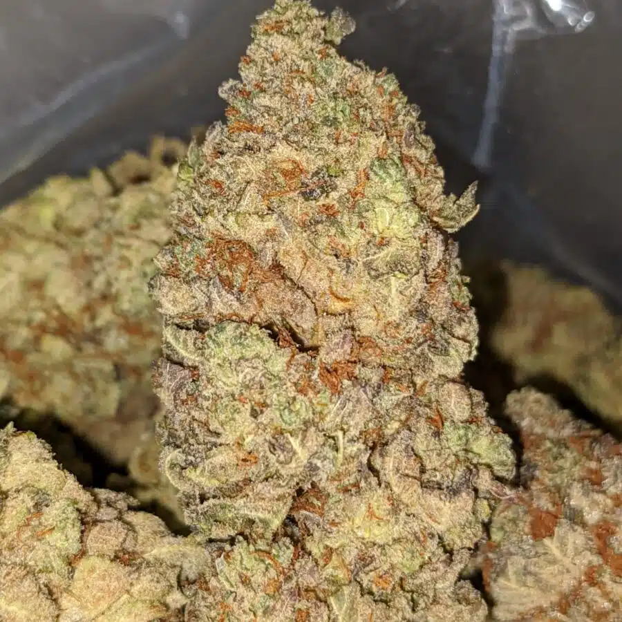 Golden Jamaican Kush 2 I Golden Jamaican Kush