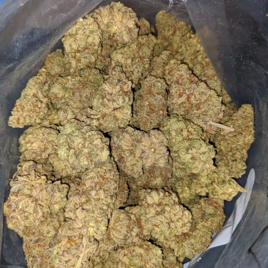 Golden Jamaican Kush 3 I Golden Jamaican Kush