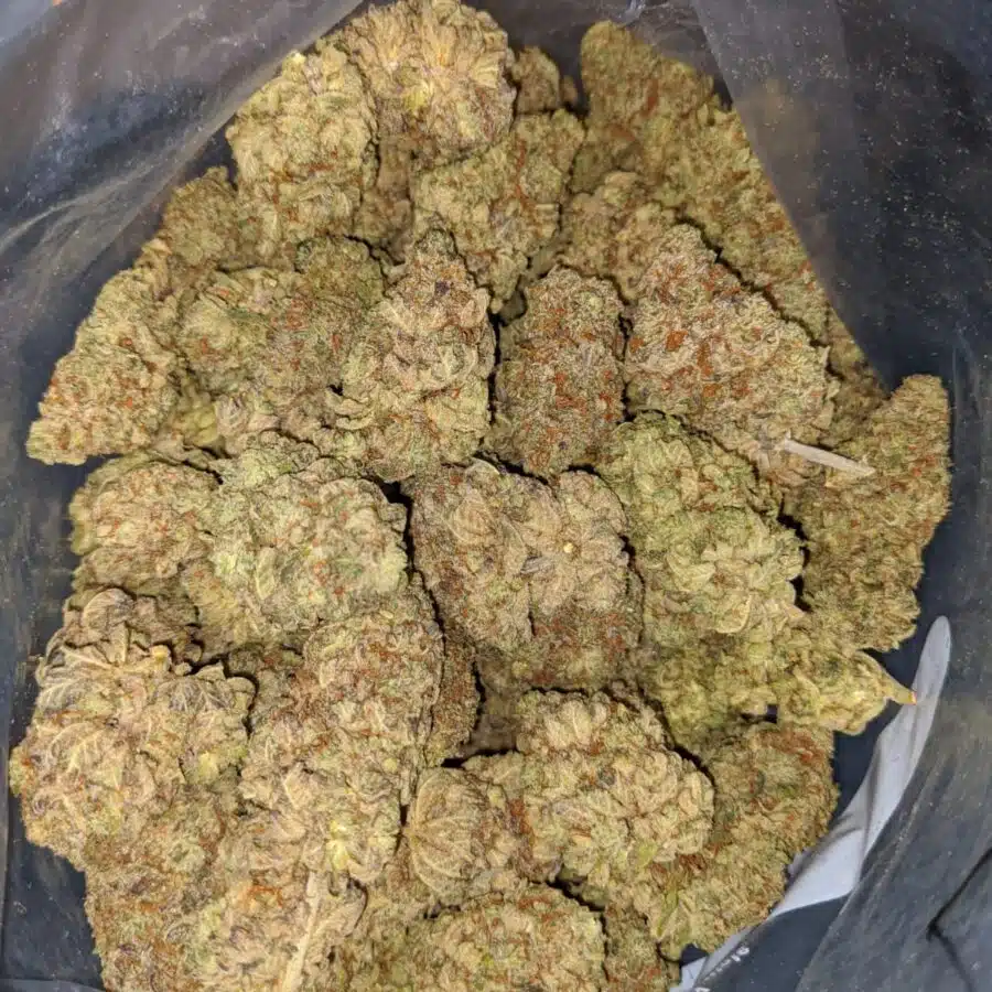 Golden Jamaican Kush 4 I Golden Jamaican Kush