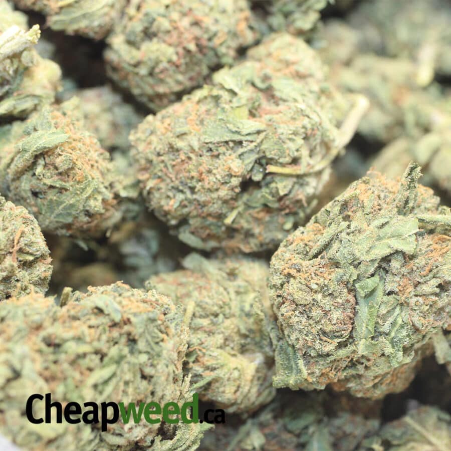 JACK HERER BS 1 I Jack Herer Bulk Special