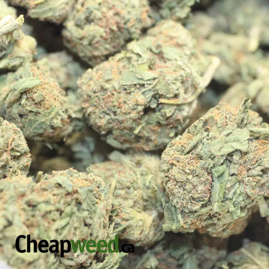 JACK HERER BS 1 I Jack Herer Bulk Special