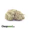 Jack Herer Bulk Special