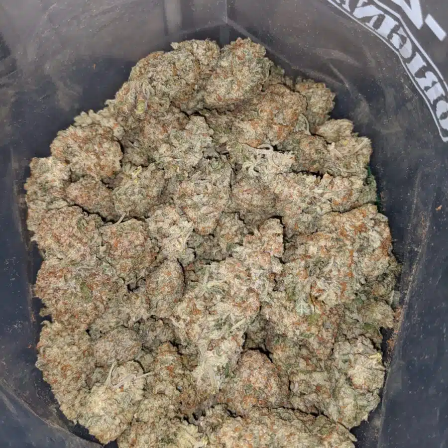 KUSHBERRY 4 I Kushberry #2