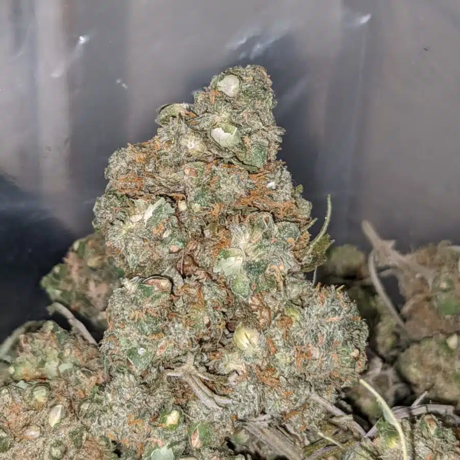 LOL CheapWeed AA 1 I LOL Cheapweed AA+