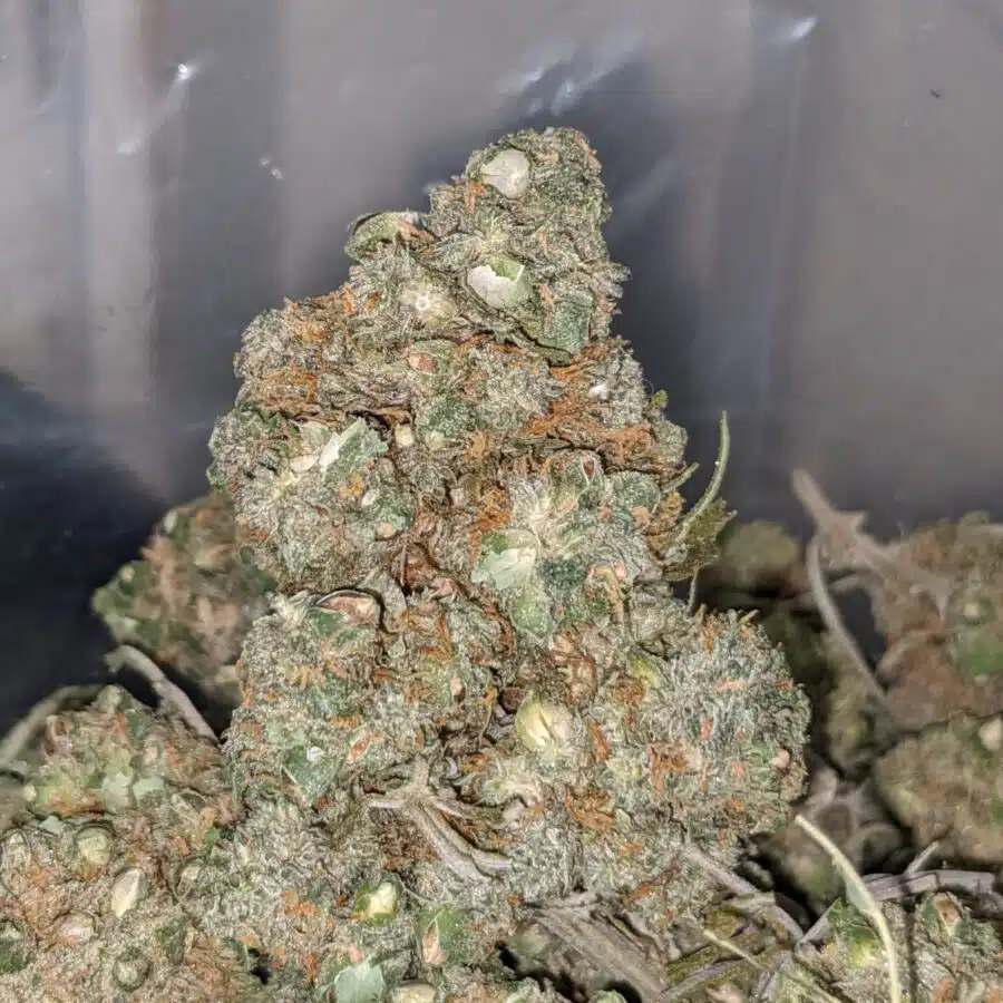 LOL CheapWeed AA 2 I LOL Cheapweed AA+