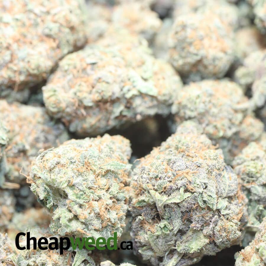 NIGHT NURSE 1 I death star