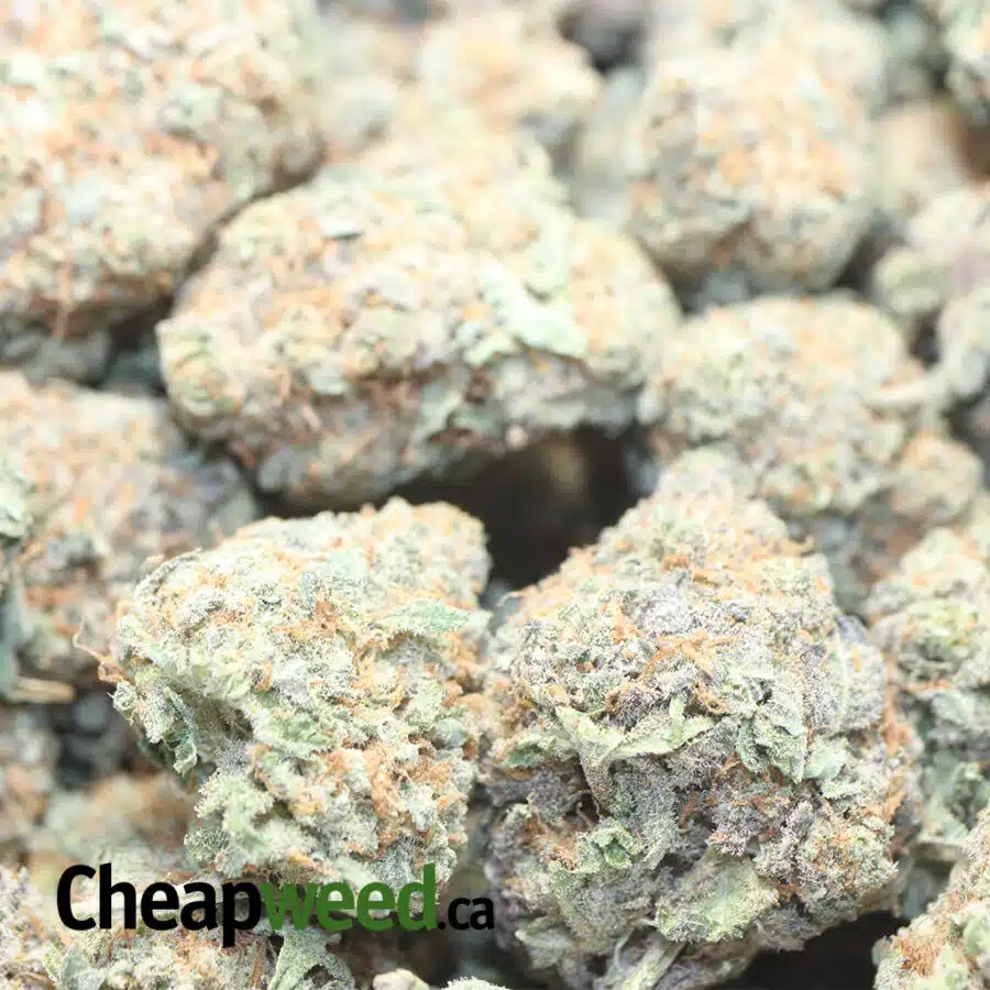 NIGHT NURSE 1 I death star