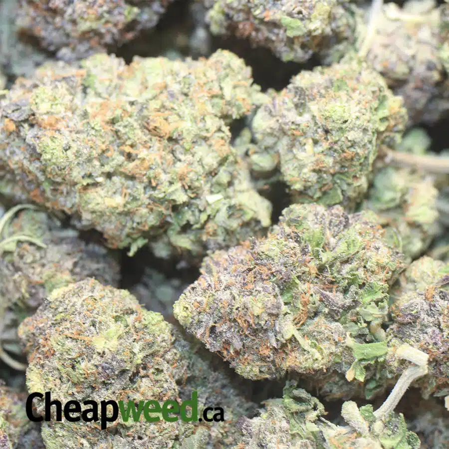 PURPLE AFGHANI 1 I Purple Afghani