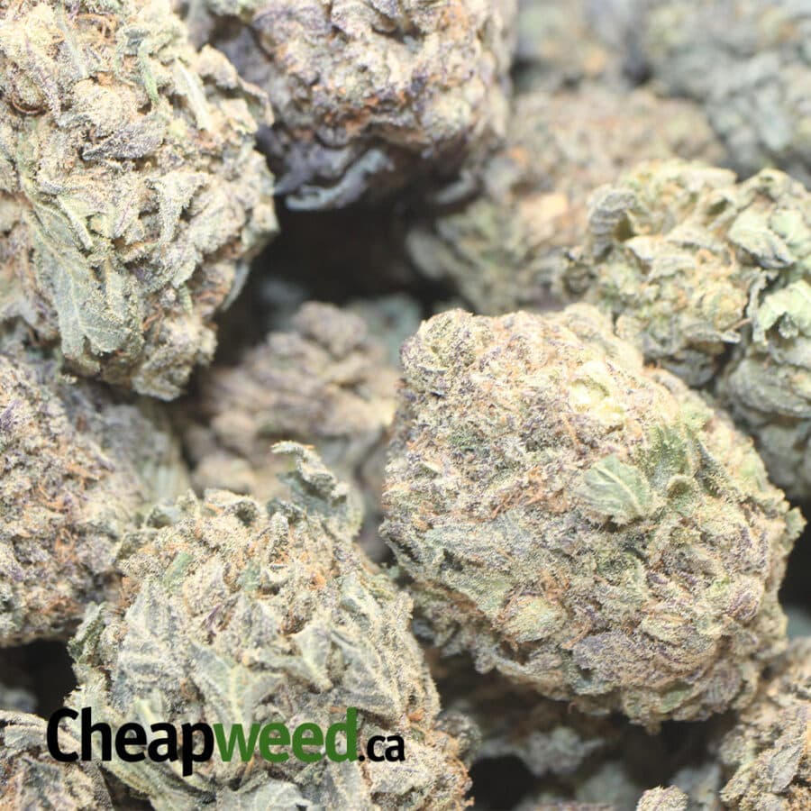 PURPLE MAMBA BS 1 I Purple Mamba Bulk Special