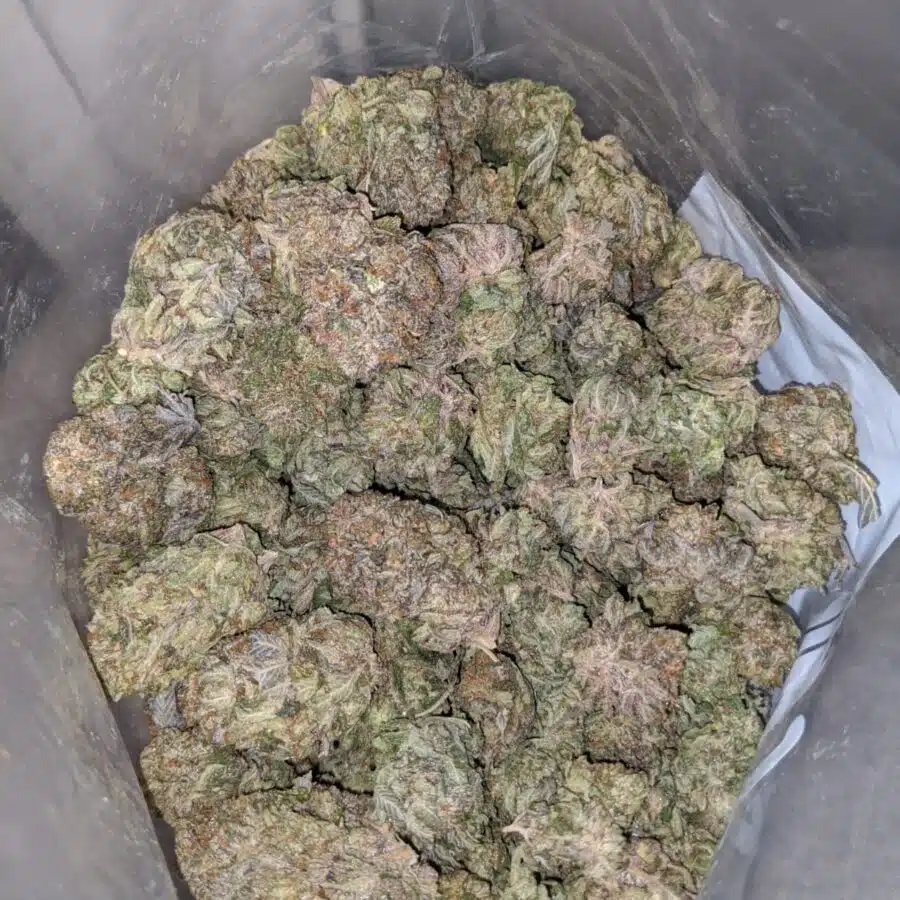 Alternative view of Purple Thai