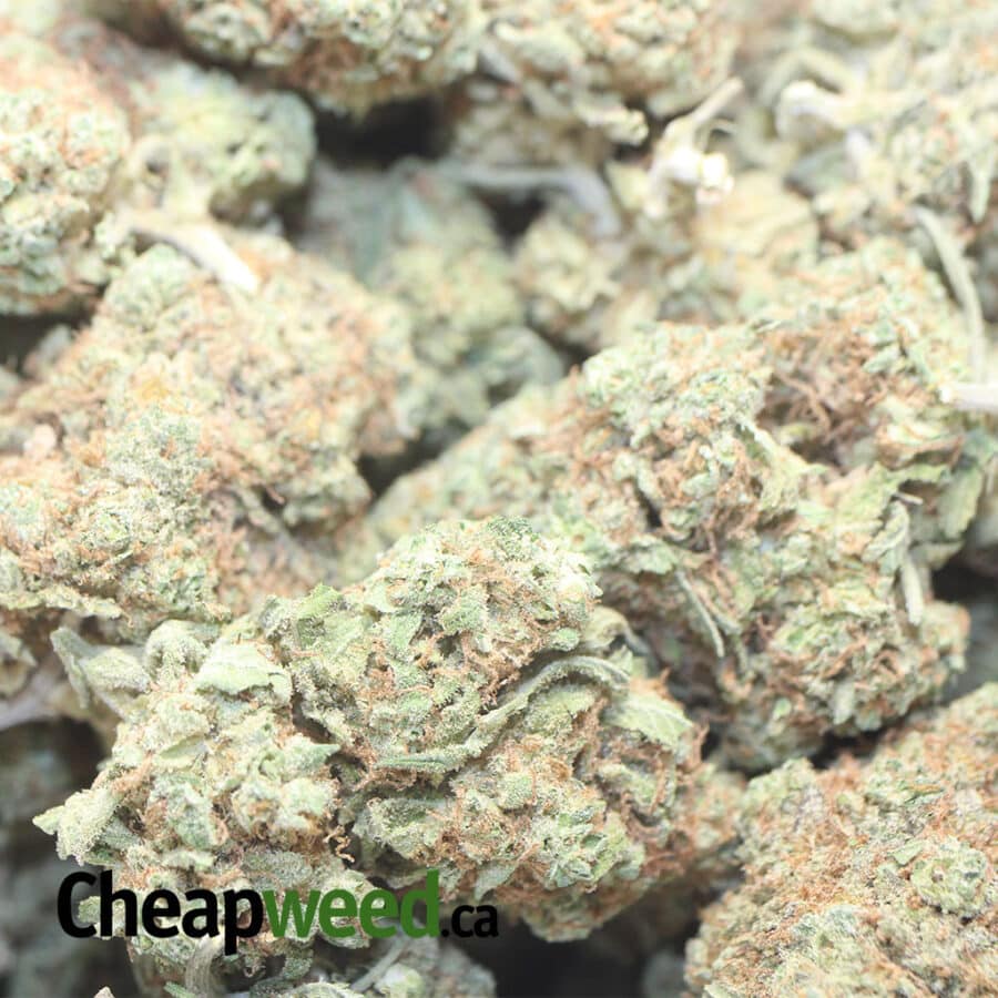 WHITE RUSSIANM DOD 1 I White Russian - *Deal Of The Day*