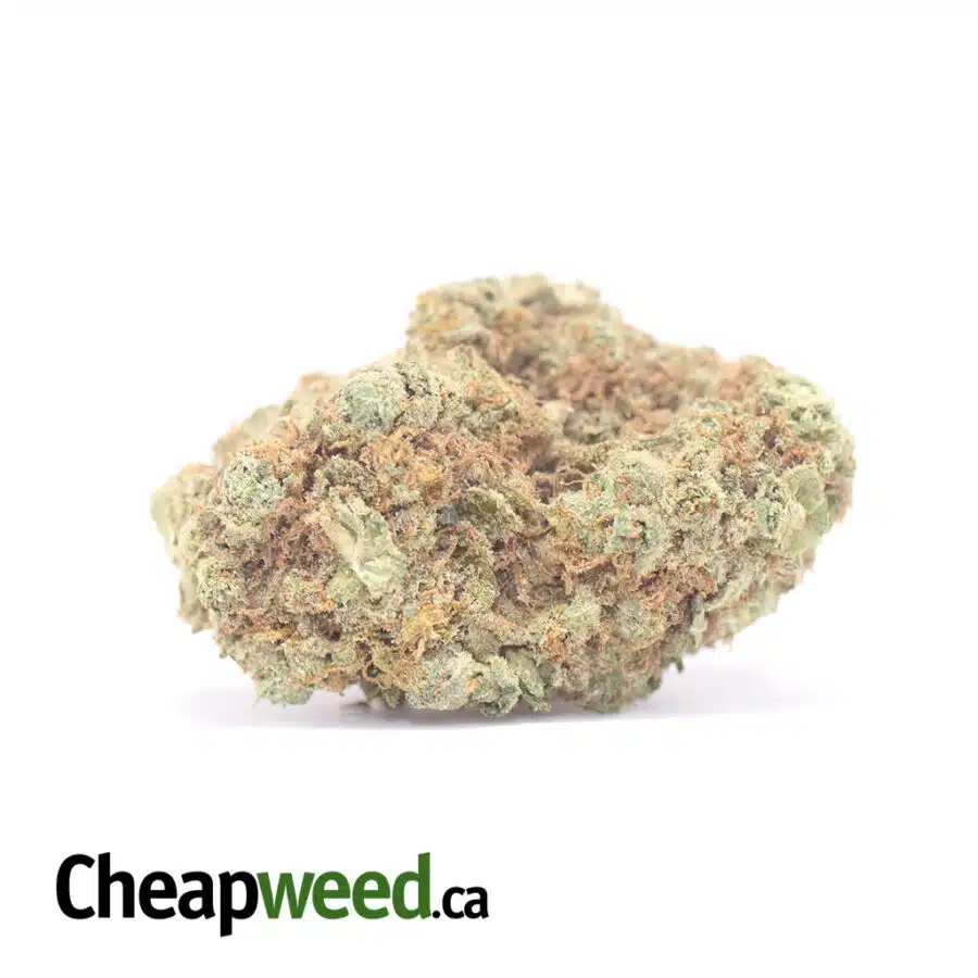White Russian - *Deal Of The Day*