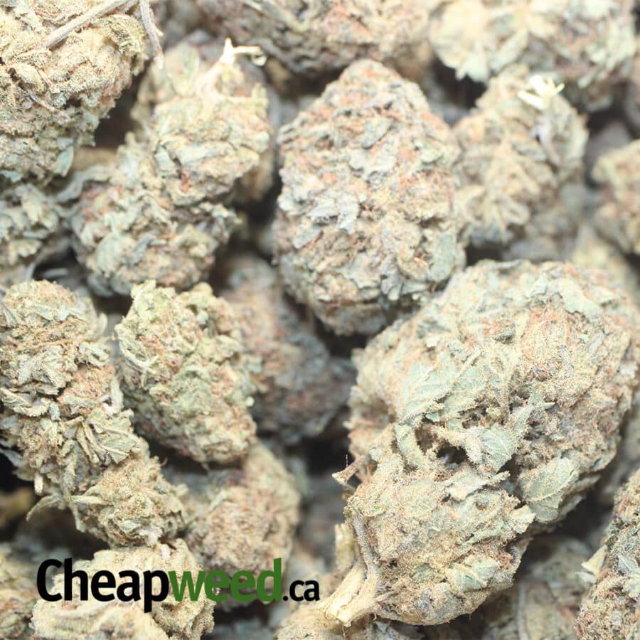 WHITE WIDOW AA 1 I White Widow AA+