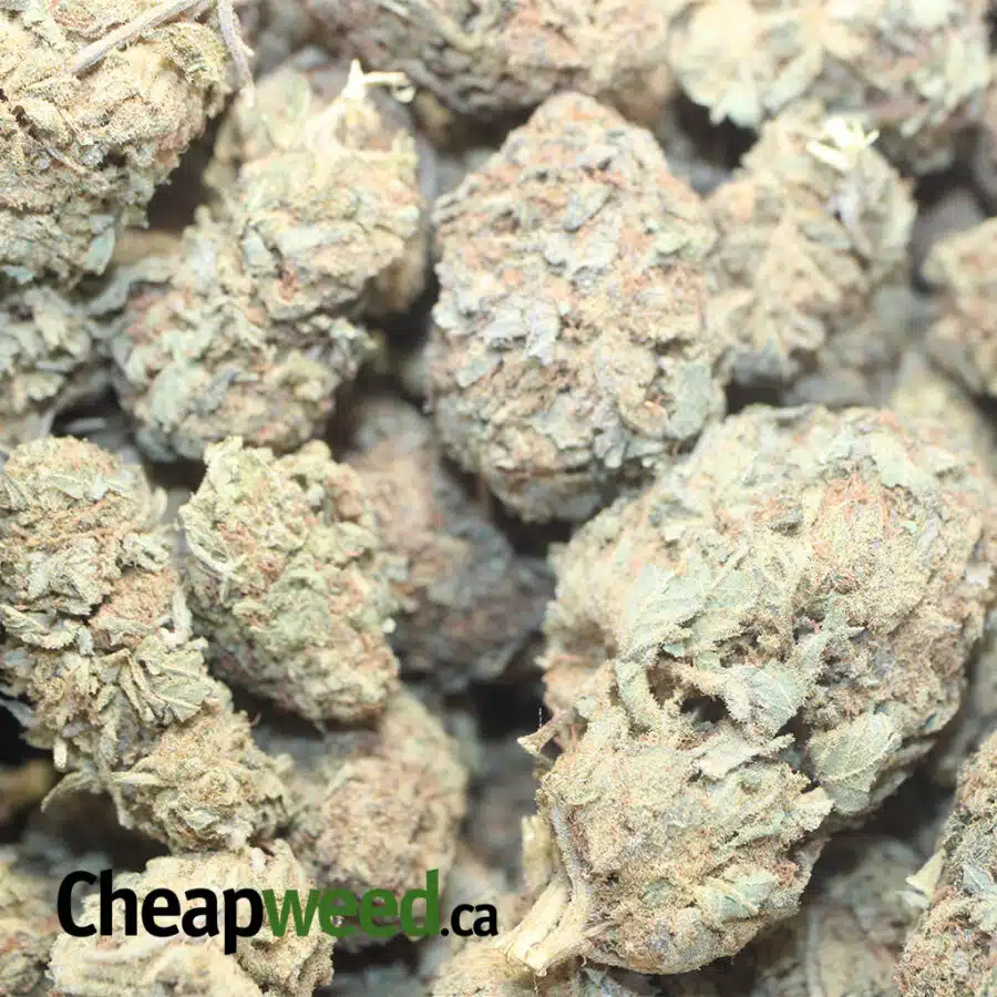 WHITE WIDOW AA 1 I White Widow AA+
