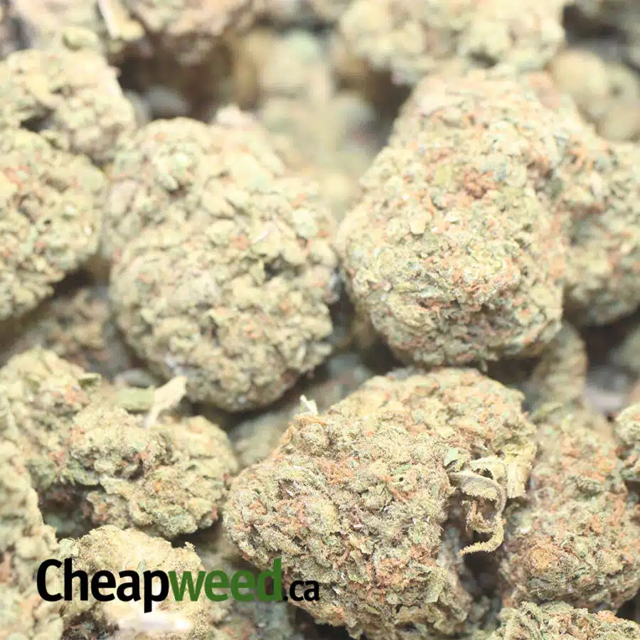 WONDER KUSH AA 3 I Wonder Kush AA+