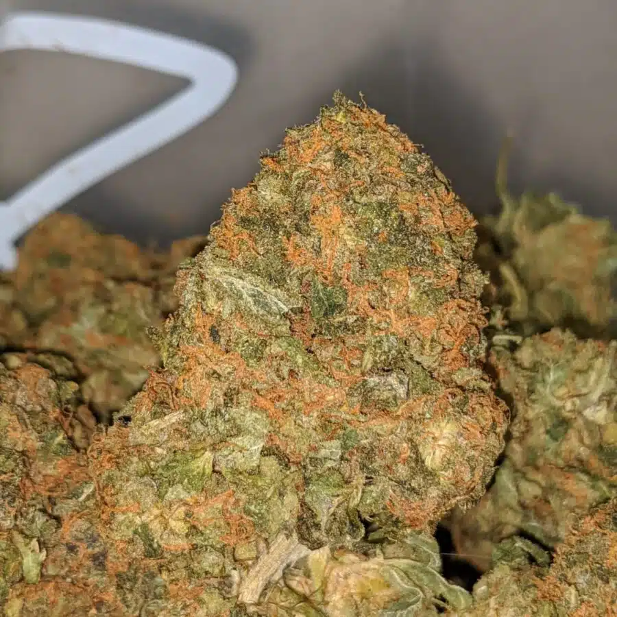 agent orange dod 1 I Agent Orange - *Deal Of The Day*
