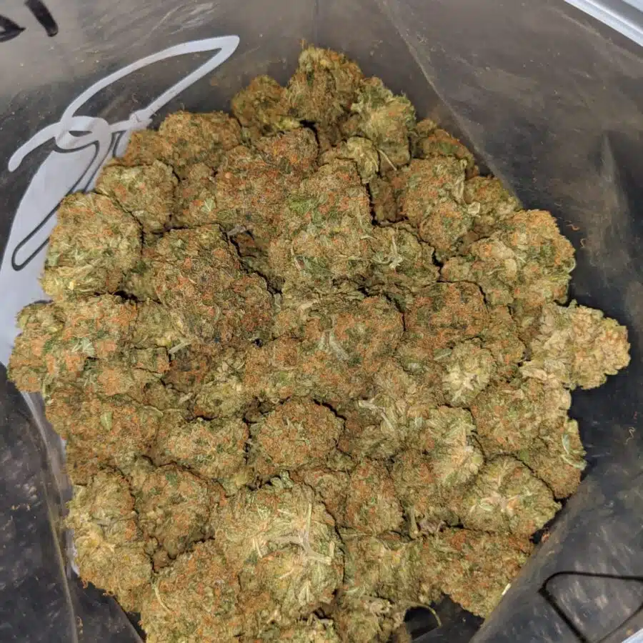 agent orange dod 2 I Agent Orange - *Deal Of The Day*
