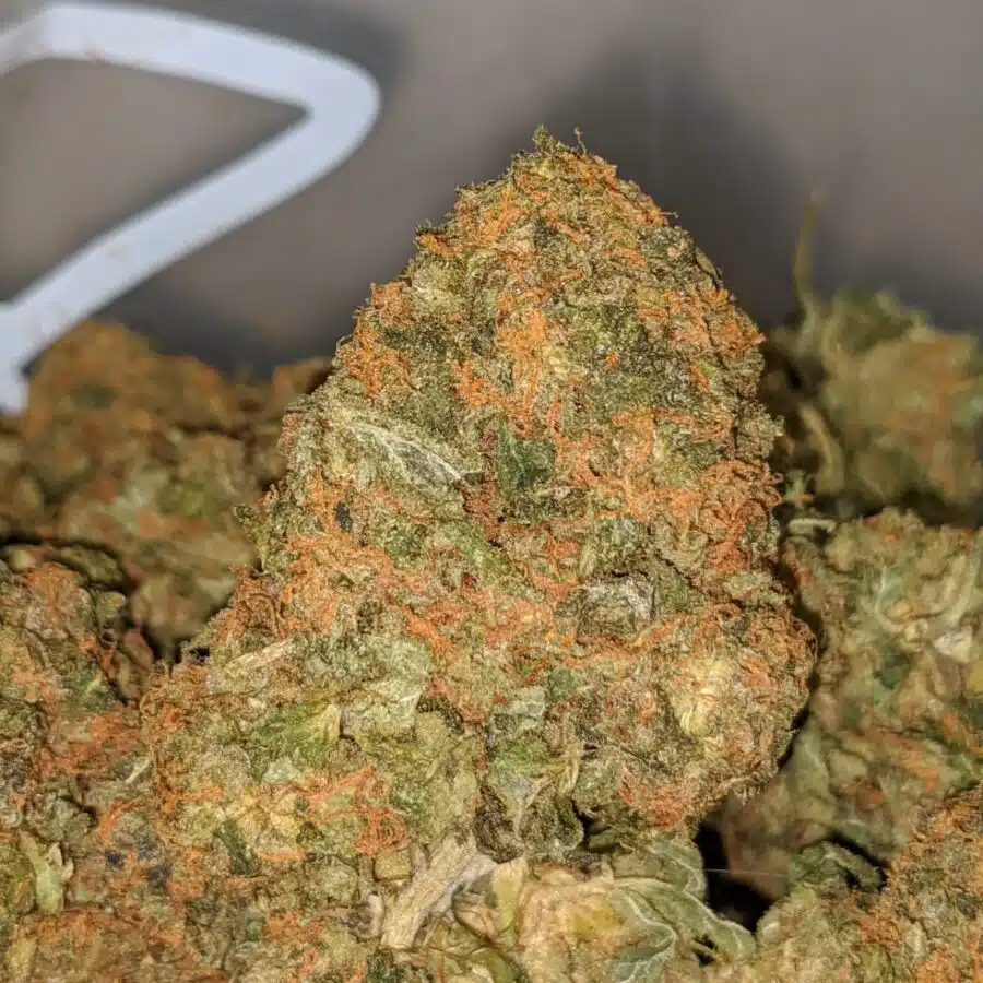 agent orange dod 3 I Agent Orange - *Deal Of The Day*