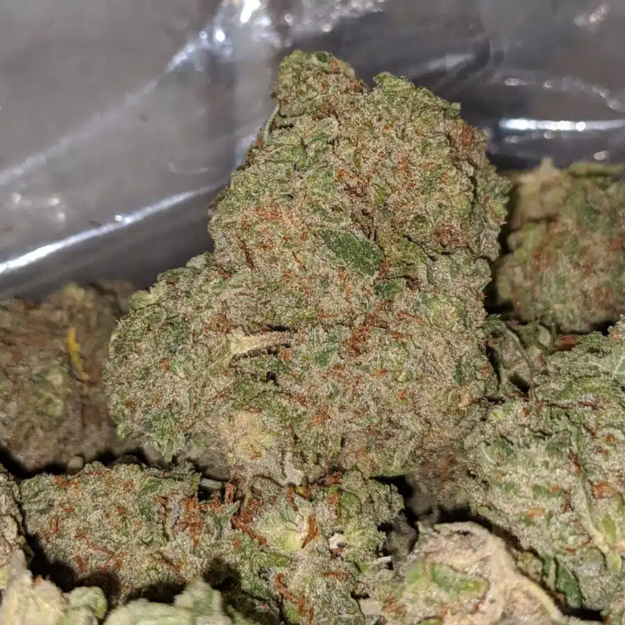 apple fritter aaa 2 I Apple Fritter AAA