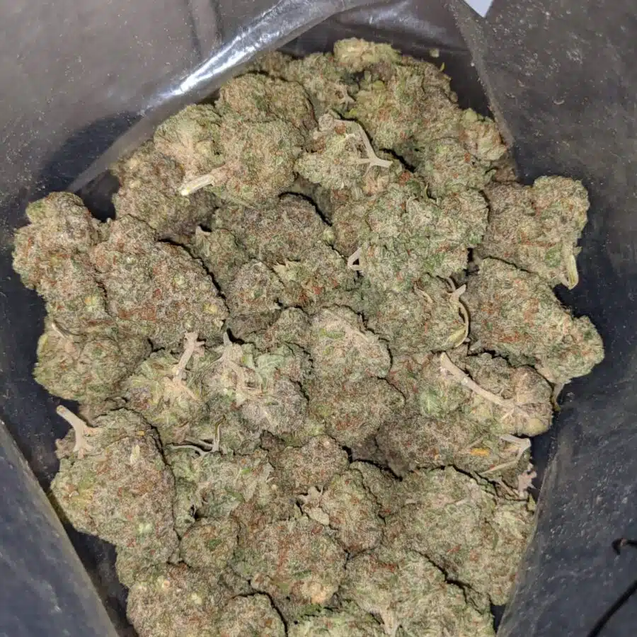 apple fritter aaa 3 I Apple Fritter AAA