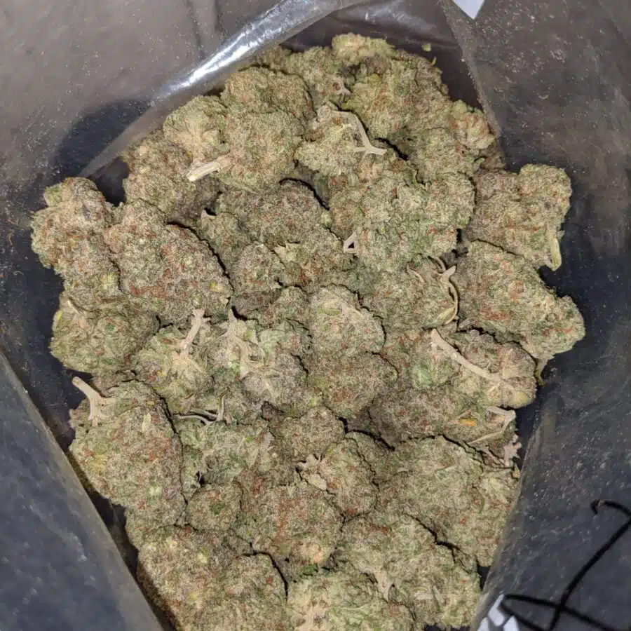 apple fritter aaa 4 I Apple Fritter AAA