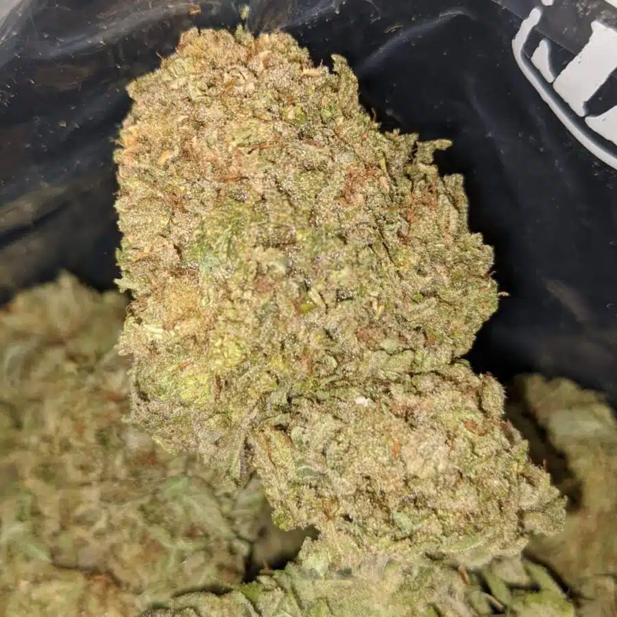 cali bubba 1 I Emma's SFV OG